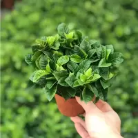 大盆栀子花带花苞]四季开花桌面室内水培花卉绿植盆栽净化空气 小盆栀子花+简易盆[送专用肥]