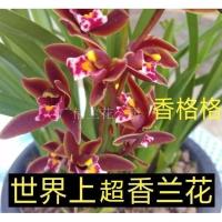 四季开花 香格格 香贵妃 开花非常香 当年开花 满屋飘香室内兰花 香格格 2苗连体送肥料