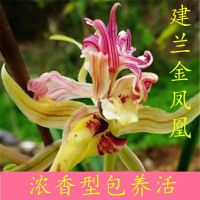 兰花苗盆栽名贵精品浓香型花卉建兰《金凤凰》绿植 花卉室内盆栽 金凤凰2苗连体