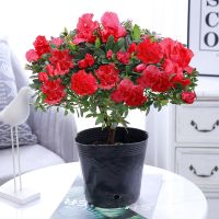 【原产地发货】杜鹃花卉盆栽带花苞盆栽植物室内绿植好养易活大颗 比利时【玫红】杜鹃冠幅25cm左右 中国福建龙岩杜鹃花之乡