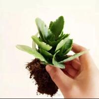 [带花苞发货]重瓣长寿花四季开花不断盆栽室内阳台桌面植物花卉 长寿小苗一颗 原土球发货易活