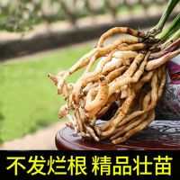 耐寒兰花墨兰企黑带花苞浓香绿叶除甲醛好养室内办公绿植盆栽原盆 绿叶墨兰2苗连体[不带花] 裸根发