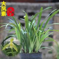 [建兰带花苞]特价大凤素办公室盆栽当年开花浓香型花卉兰花苗草 大凤素1苗不带花(难活无赠品)