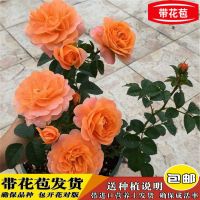 玫瑰鲜花盆栽带花苞四季开花绿植室内外阳台花卉蓝色妖姬月季盆栽 果汁阳台[2-3棵月月开带花苞]