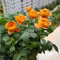 蔷薇花苗爬藤藤本月季阳台大花玫瑰盆栽庭院花卉植物四季好养易活 果汁阳台阳台灌木型多分枝 25-40厘米高度多分枝