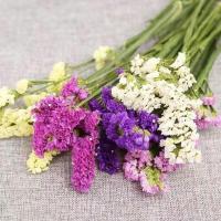 多色满天星干花束批发真花大束成品摆件客厅勿忘我永生花生日礼物 勿忘我10支 不分大小束和重量 半斤