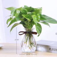 创意木架桌面水培玻璃花瓶养绿萝植物花盆容器摆件办公室客厅装饰 透明钻石玻璃瓶2个 不包含植物