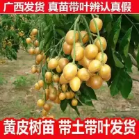 黄皮苗大鸡心嫁接 无核黄皮树苗 南方盆栽地栽嫁接果树苗当年结果 鸡心黄皮 一年苗【带土带叶】一棵