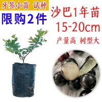 嘉宝果树苗沙巴四季早生艾斯卡福冈带花带果当年结果广西发货 [沙巴]1年幼苗约20CM原土发货