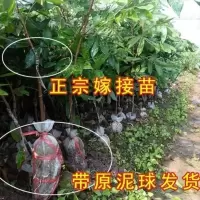 龙眼苗 石硖龙眼四季龙眼树苗 广西桂圆嫁接苗盆栽地栽四季果树苗 储良龙眼一棵（泥球发货） 60-80CM（带泥球发货）