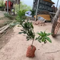 东魁杨梅苗正宗仙居南方种嫁接果树苗当年结果特大带土杨梅苗树苗 东魁杨梅30-40cm高带土