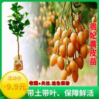 贵妃黄皮树苗鸡心黄皮苗嫁接果树苗当年结果黑黄皮南北方四季庭院 2年苗[地径0.7CM] 出世甜黄皮[带土带叶]