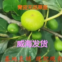 威海青皮无花果树苗南北方室内阳台盆栽地栽庭院种植当年结果树苗 当年结果苗一颗【带土带叶发货】 威海青皮无花果
