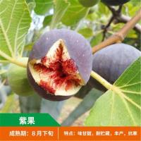 带果无花果树苗阳台矮化四季盆栽苗南北方种植当年结果带土发货 紫果[原土]5年苗[当年结果]