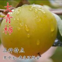 无核柿子树苗嫁接甜柿子苗南方北方地栽盆栽种植阳台庭院当年结果 大青柿 4年苗1颗[包活次年结果]