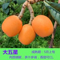 嫁接枇杷树苗五星枇杷苗南北方种植地栽盆栽当年结果树苗 大五星 特价试种一棵装