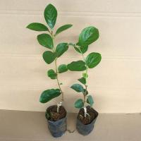 嫁接柿子树苗甜脆柿子新品种特大无籽无核柿子树南方种植耐寒带土 甜脆柿1棵(2年苗 带泥带叶) 30-50CM