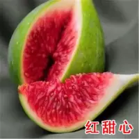 无花果树苗青皮砂糖无花果苗盆栽地栽苗南北方种植当年结果树苗 红甜心 四年苗[带营养盆原土带叶发货]