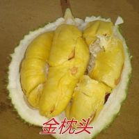 榴莲树苗猫山王金枕头特大新品种嫁接盆栽地栽南北方种植当年结果 金枕榴莲 2年苗[一颗装]不推荐