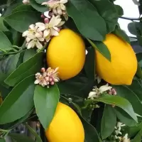 柠檬树苗四季香水柠檬树苗西柠青柠嫁接苗带叶带根带泥球阳台种植 香水柠檬 2年苗[不带花苞]