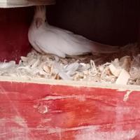 玄凤种蛋鹦鹉受精蛋白子可人工孵化受精蛋高受精率 当天新鲜种蛋