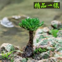 野生卷柏九死还魂草盆景假山吸水石造景绿植物花卉好养室内小盆栽 精品1棵 不含盆