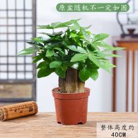发财树盆栽绿植室内花卉客厅招财旺宅四季常青摇钱树好养活小盆景 发财树原土盆
