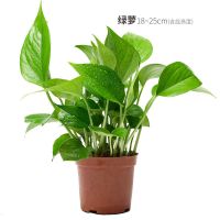 袖珍椰子办公室绿植室内桌面小盆栽迷你防辐射绿萝植物好养栀子花 110#绿萝(简易盆)