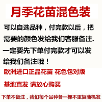 四季开花爬藤月季蔷薇花苗花卉盆栽爬藤植物浓香庭院藤本月季玫瑰 [月季花苗混发装] 原盆原土[实发1棵运费贵不推荐]