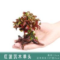 鱼缸造景水草活体淡水植物种子懒人装饰套餐水榕沉木造景阴性 红波+沉木单头