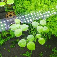 圆心萍鱼缸造景水族箱浮萍水草龟缸活体水生植物浮草微景观 圆心萍5株(新株)