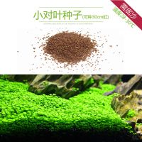 鱼缸造景套餐阴性水榕沉木活体真水草淡水无土植物增氧趴地矮珍珠 小对叶种子
