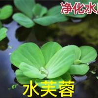 精品水葫芦水培植物挺水芙蓉浮萍水草活体养龟能增氧造景净化水质 红毛丹5棵水芙蓉5棵