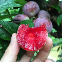 红心李子400g±50g(盒)