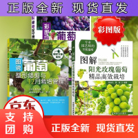B[正版]图解阳光玫瑰葡萄精品高效栽培+图说葡萄修剪与12月栽培管理+葡萄促早熟栽培配套技术 全