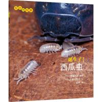 B生命的故事:诞生了!西瓜虫