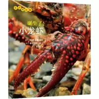 B生命的故事：诞生了！小龙虾