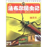 B法布尔昆虫记：神天牛（儿童版）