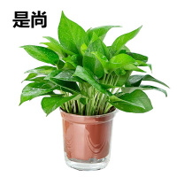 是尚 绿萝 绿植盆栽/罐