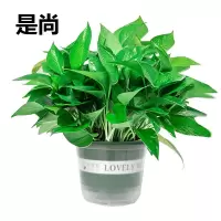 是尚 绿植盆栽 绿萝/罐