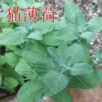 千蔬百花 猫薄荷种子假荆芥阳台花园植物薄荷猫草种子 5克