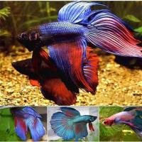 泰国斗鱼活体半月狮王马尾抱卵母鱼宠物鱼好养耐活小型热带观赏鱼 特惠马尾公鱼[颜色随机]