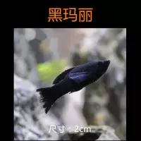 胎生鱼金球玛丽鱼蓝月光小鱼金鱼活体观赏鱼热带鱼冷水鱼宠物活物 黑色码丽2条送2共4条