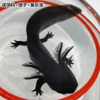 六角恐龙鱼淡水冷水鱼活体宠物鱼霸王蝾螈金鱼龙鱼清道夫好养耐活 黑色龙1条(8-11cm)