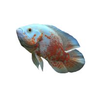 黑地图白地图鱼猪仔鱼花猪鱼中大型淡水鱼热带宠物观赏鱼活体 1条10-12厘米白地图鱼