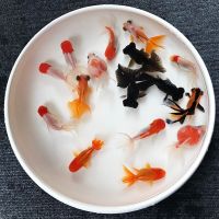 特价观赏小金鱼活批发冷水好养淡水宠物鱼苗到货抱活放心 4-6cm 2条送1条路损 随机色