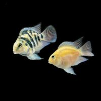 迷你鹦鹉白金蓝色鹦鹉鱼观赏鱼活体热带鱼草缸淡水宠物鱼包损 宝蓝1-2厘米（3条装）