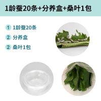 蚕宝宝学生养蚕套装春蚕卵种籽活物体天然彩色蚕饲养箱盒新鲜桑叶 小蚕20条+桑叶