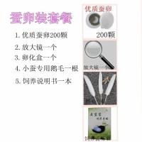 蚕宝宝活体套装巨型学生养蚕蚕卵幼蚕大蚕金丝彩色七彩送新鲜桑叶 蚕卵装 1龄蚕