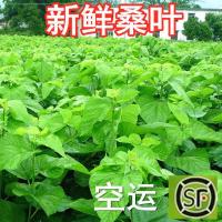 新鲜桑叶蚕桑蚕宝宝叶大小蚕嫩桑叶桑叶新鲜现摘桑蚕小桑树叶顺丰 [SF] 新鲜桑叶500克(买2送1)